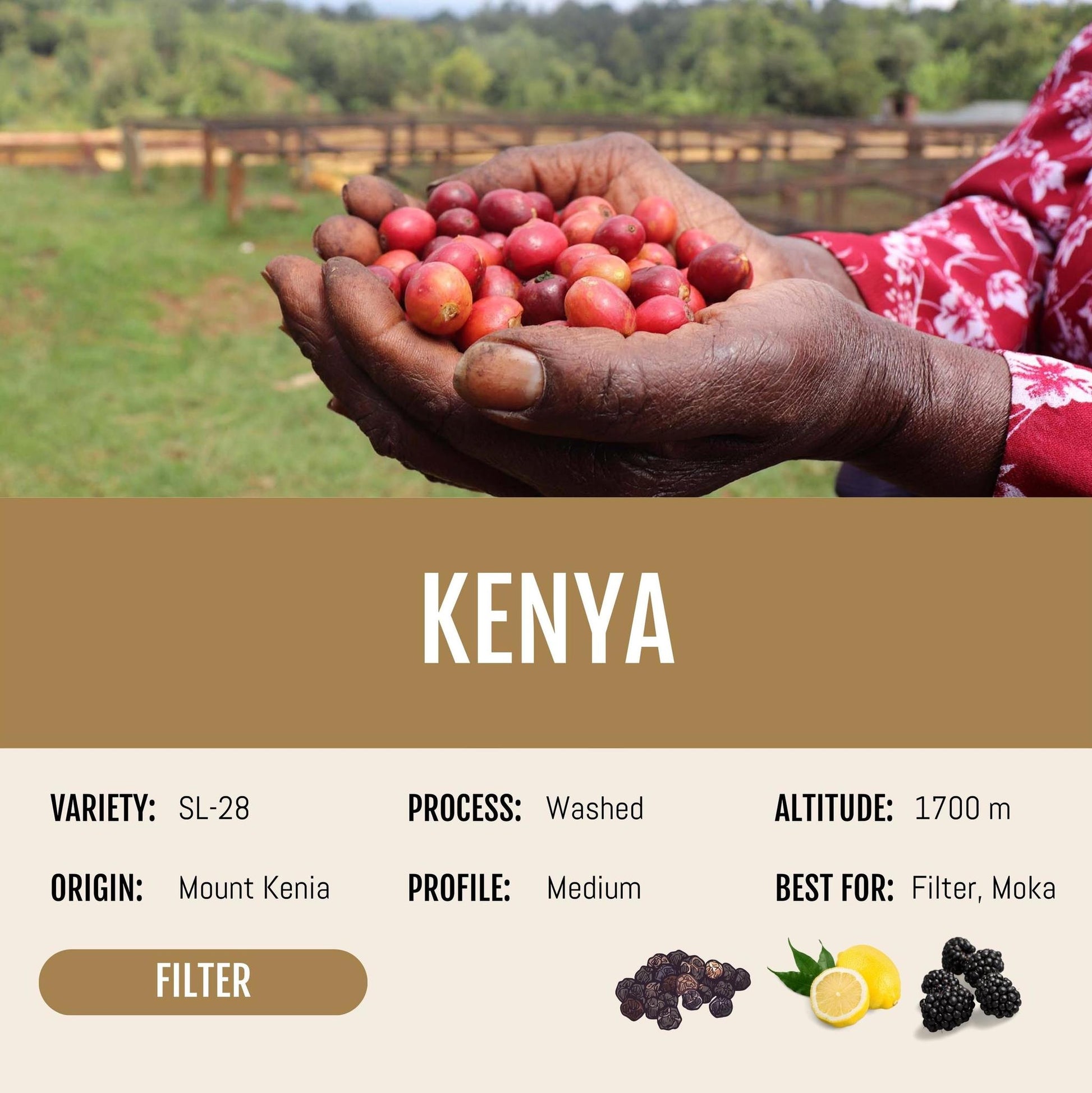 Kenya - Big Bag Coffee